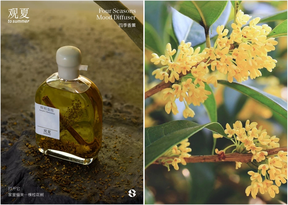 东莞品牌策划，观夏，香氛品牌，快消品牌设计