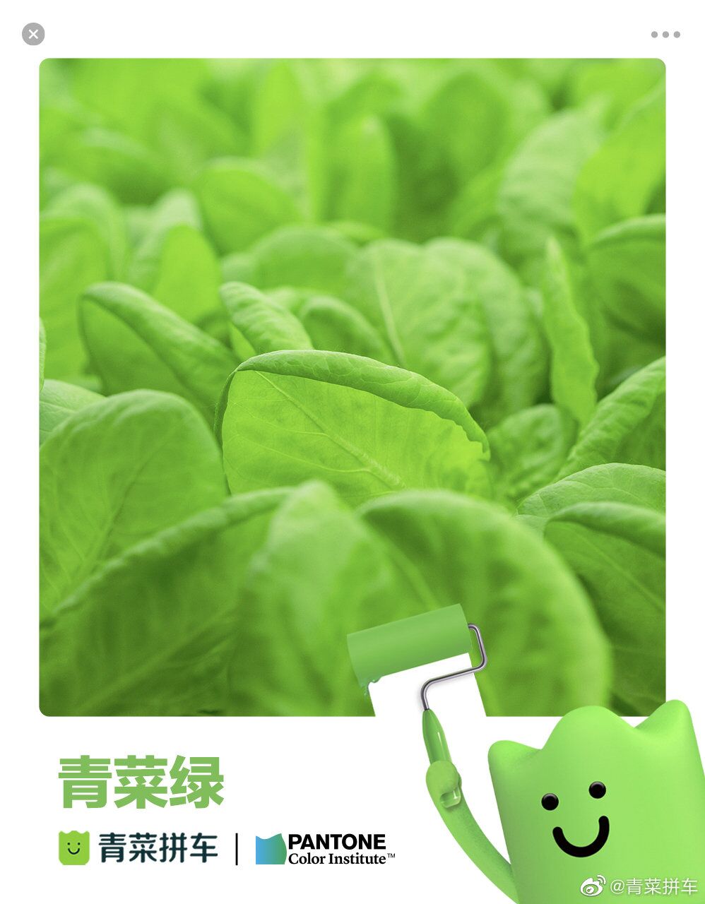 东莞品牌策划，青菜绿，东莞vi设计